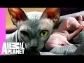 Bald Beautiful Sphynx Kittens Too Cute