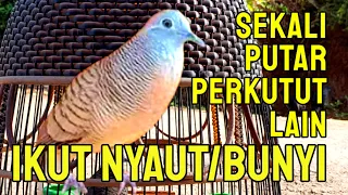 Download PANCINGAN AMPUH UNTUK PERKUTUT LOKAL AGAR CEPAT GACOR 100% AMPUH LANGSUNG NYAUT MP3