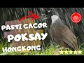 Download Lagu Poksay hongkong gacor - Dengan Suara air jernih