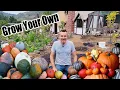 How to Grow Pumpkins at Home From Seed