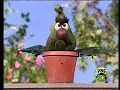 Sesame Street Episode 4049 FULL