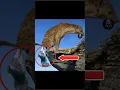 Download Lagu Hyenas Give Birth #hyena #animals #shorts