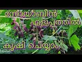 Download Lagu സോയാബീൻ എളുപ്പത്തിൽ കൃഷി ചെയ്യാം | How to Grow Soyabean for Vegetable purpose
