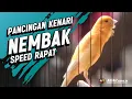 Lagu Suara Burung KENARI GACOR PANJANG Emosi Cuit Cuit NGEROL Cocok utk Masteran Murai Batu