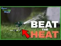 the SECRET to keep Your Lawn GREEN All Summer Long fighting HEAT DROUGHT Stress