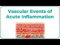 2 Vascular events of Acute Inflammation Animation