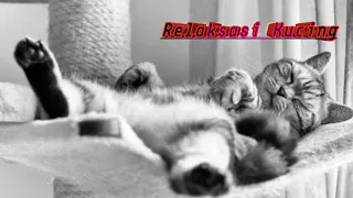 Download Musik Relaksasi Kucing Tidur-Relaxing music for cats MP3