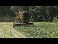 Field to Table the Same Day Inside Calhoun Produce s Georgia Butter Bean Field Pea Operation