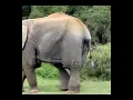 Download Lagu elephant fly in the jungle