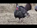 Turkey s Gobbling Action