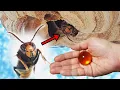 Download Lagu 드래곤볼로 죽은 말벌 되살리기 - 레인지의 부활 - (The Process Of Making Friends With a Wasp)