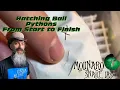 Hatching Ball Pythons From Start To Finish