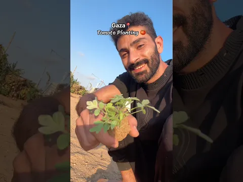 Planting Tomatoes from the Very First Step… Good Things Are Growing, God Willing #اكسبلور #اعتني