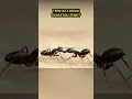 Ternyata begini suara semut!! #shorts #viral #semut #humor