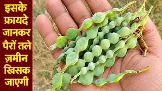 Ayurvedic Benefits of Babool: खज़ाने से भी कीमती हैं बबूल की फली, गोंद से छाल तक सब कुछ R12
