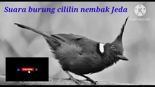 Download Suara burung cililin nembak jeda MP3