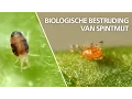Bestrijding van spint - Phytoseiulus persimilis