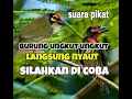 suara pemikat burung ungkut ungkut paling jitu (Megalaima haemacephala)