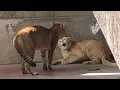 Cat Fight Sound Effect || Angry Male Cats Fighting