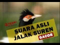 Lagu suara asli jalak suren juara nasional   Kicau Jalak Suren Juara Nasional
