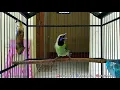 Download Lagu 🔴 KICAU BURUNG CUCAK IJO KEPALA KUNING, BIKIN BURUNG KAMU GACOR,COBA DENGARKAN SUARA INI , AMPUH‼️