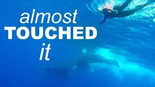 SWIMMING with 40 TONNE WHALES – Adventure 32 of Sailing Around the World