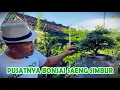 Download Lagu SAENG SIMBUR JADI PRIMADONA DISINI