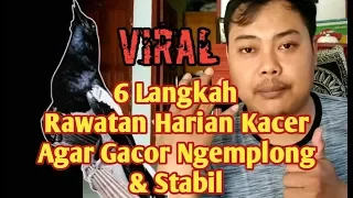 Download Cara Perawatan Dan setingan Harian Kacer Agar Gacor Stabil [moncer] MP3