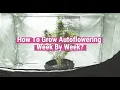 Autoflowering Plants Week By Week Educational