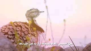 عبدالعزيز العليوي المقيظ كلمات عبدالإله اليحيى 