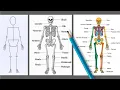 Skeleton Drawing Human Skeleton Art Easy Skeletal System Diagram Biology Drawing Tutorial