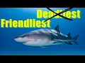 Lemon Shark Facts YOU Didn t Know