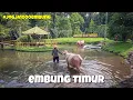 Download Lagu Jelang 1 Suro ‼️ Pangeran Lesmana Kebo Bule Cucu Kyai Slamet Mandi Di Embung Timur