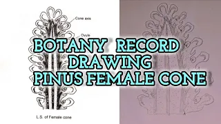 BOTANY RECORD DRAWING - PINUS FEMALE CONE