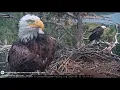 Big Bear bald eagle Shadow may find new mate after losing partner