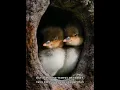 Download Lagu Unik Bebek Ini Bersarang Di Pohon Yang Tinggi #shortvideo #faktaunik #sarangburung