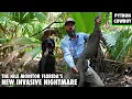 Download Lagu Florida's Under Attack By A New Invasive Predator The Nile Monitor