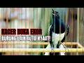 Download Lagu KACER GACOR BUKA EKOR, BURUNG LAIN AUTO NYAUT