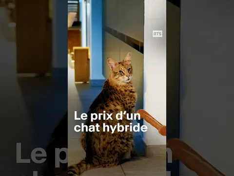 Le marché des animaux sauvages : entre trafic et maltraitance | RTS