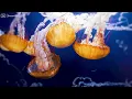 The Best 4K Aquarium - Dive Into The Mesmerizing Underwater Realm, Sea Jellyfish, Coral Reefs #7