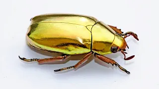 Download 10 Amazing Beetles Looking Like Jewelry MP3