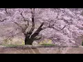 Sviatoslav Richter - Haydn - Piano Concerto No 11 in D major, Hob XVIII-11