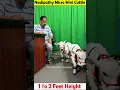 Download Lagu Micro mini cows 😍 1 To 2 feet height 😘 #youtube #viral #reels #miniature #trend #youtube #instagram