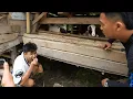 Download Lagu CHALLENGE MAKAN T*I DOMBA ALA AYEK