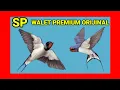 Download Lagu sp walet premium orijinal WBS