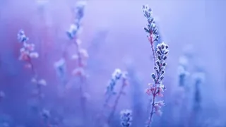 اجمل تلاوة هادئه لسورة النور للقارئ احمد خضر تلاوة تأسرك وتأخذك الى عالم اخر من الراحة والسكينة 