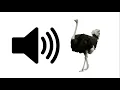 Download Lagu Ostrich - Sound Effect | ProSounds