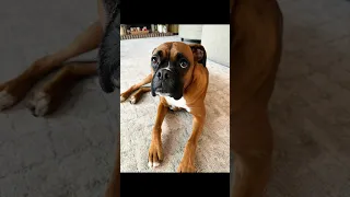 More Fun with Ellie the boxer