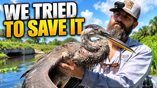 We Had to STOP Our Iguana Hunt to Save This Bird