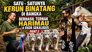 SATU-SATUNYA KEBUN BINATANG DI BANGKA!! BERHASIL TERNAK 4 EKOR HARIMAU | BN ZOO BANGKA PART 3